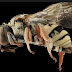 Kumbang macan Jamo Tebabeng