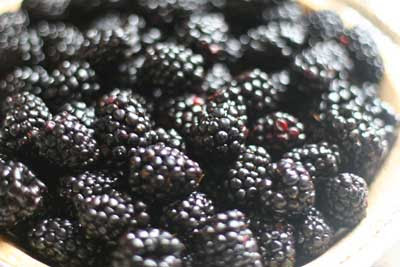 blackberries