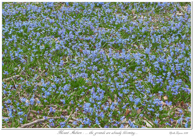 Mount Auburn: ... the grounds are already blooming...