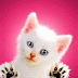 Gif Wallpaper Cat