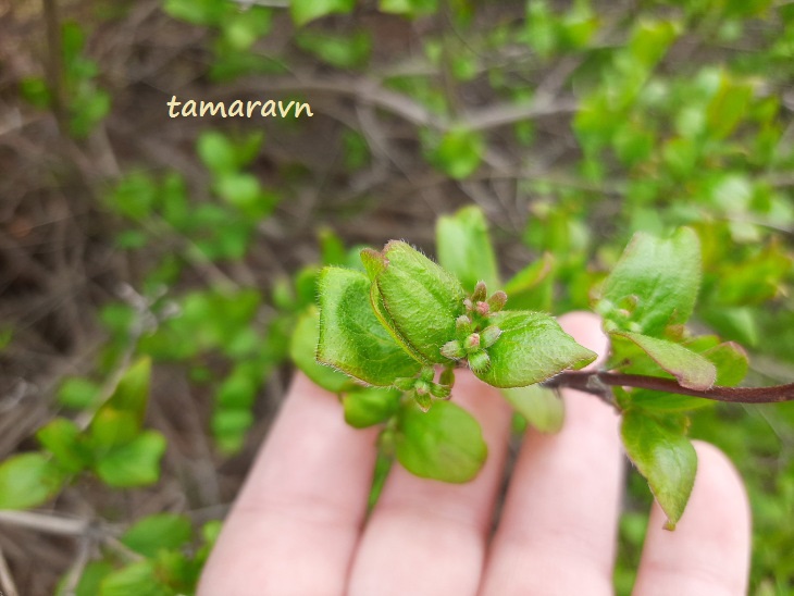 Абелия корейская / Забелия двуцветковая разновидность корейская (Abelia coreana, =Zabelia biflora var. coreana)