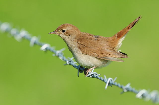 Nightingale at Pulborough brooks