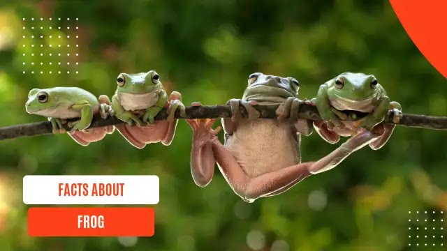 15 Fascinating Facts About Frogs You Didn’t Know!