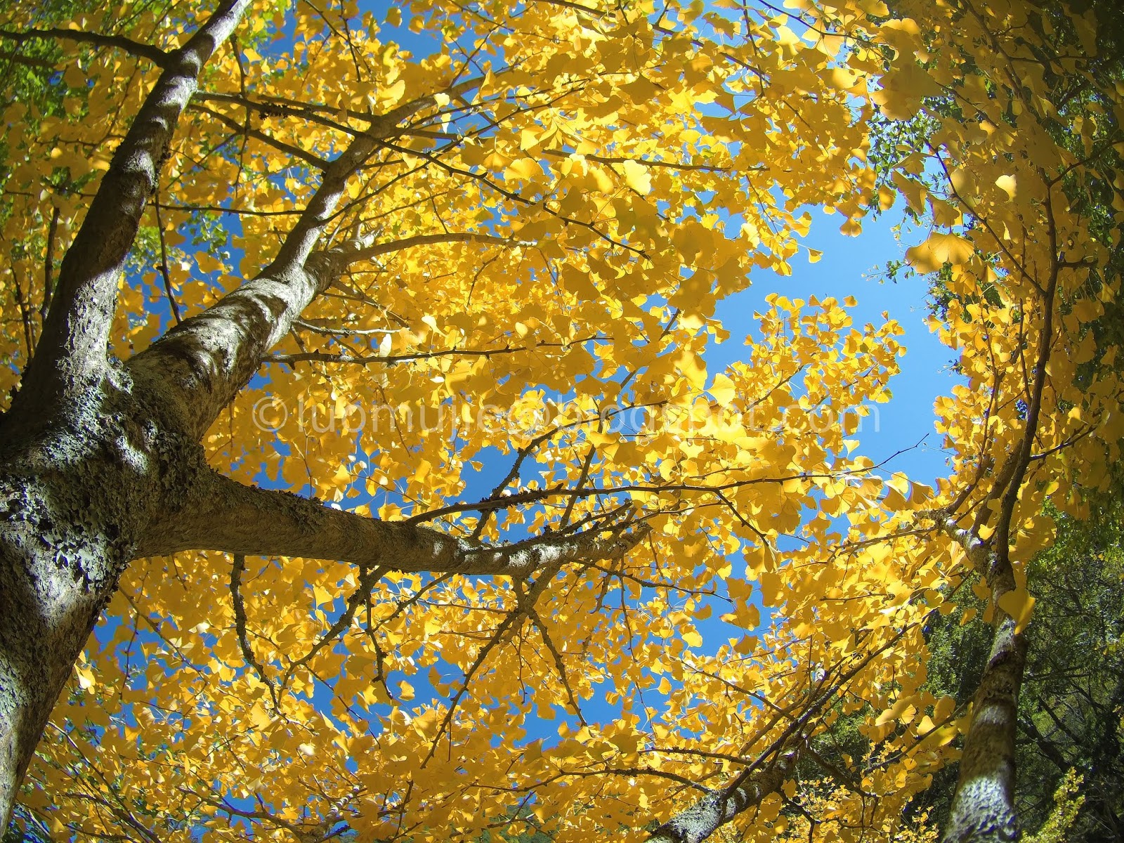 Wuling Farm maple/autumn foliage