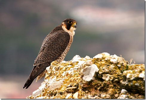halcon peregrino