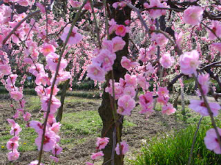 Plum Blossom, Nagoya Agricultural Center