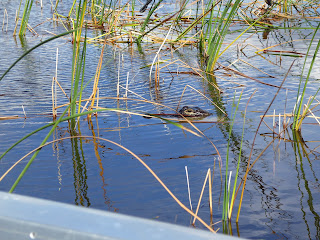 American Alligator peeking out of the water of Sawgrass Recreation Area, Florida, USA