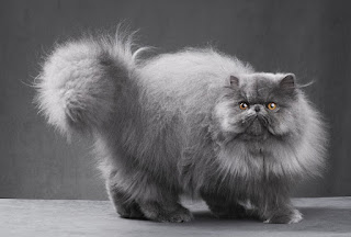 4 Jenis Kucing Persia yang Termurah Sampai Termahal