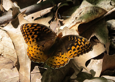 Great Spangled Fritillary, Speyeria cybele