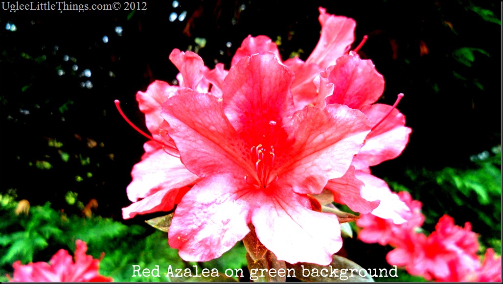 Red Azalea on green background