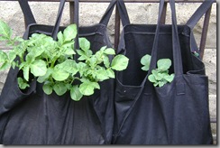 potatoes in bags