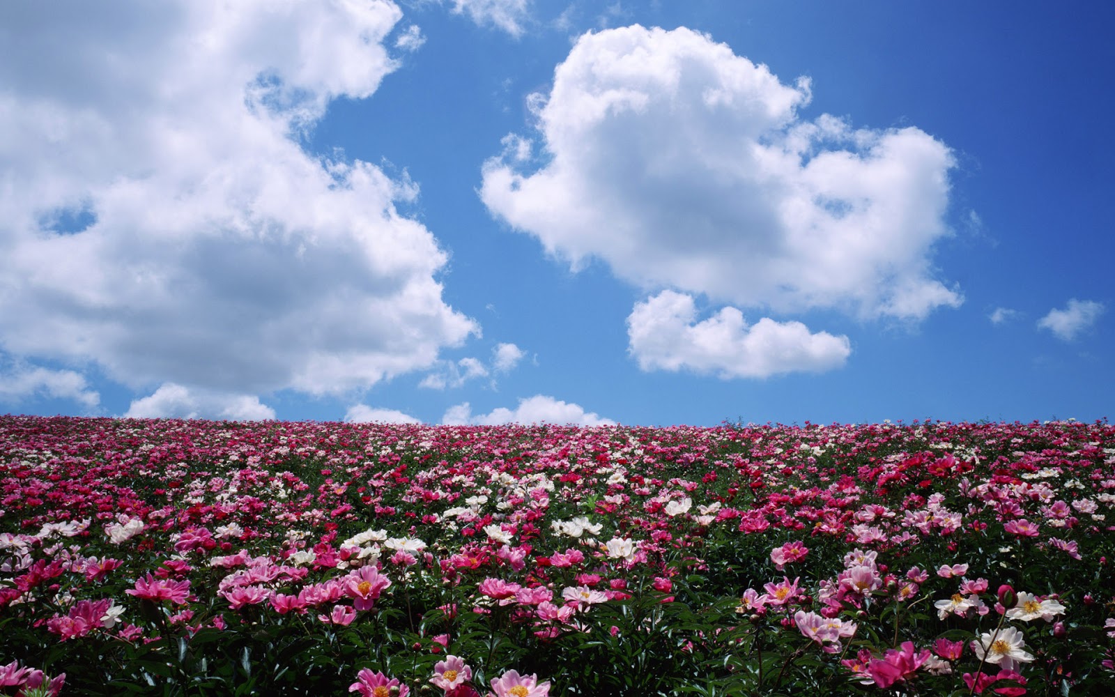 Fotos De Paisajes Llenos De Flores - Yun Gratis Fotos : No 3458 Cerezo flor lleno [Japón Tokio]