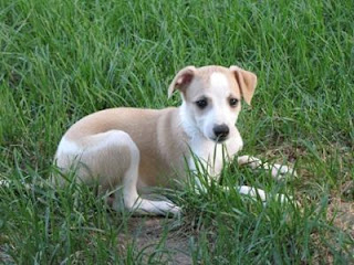 Whippet Puppy Picture