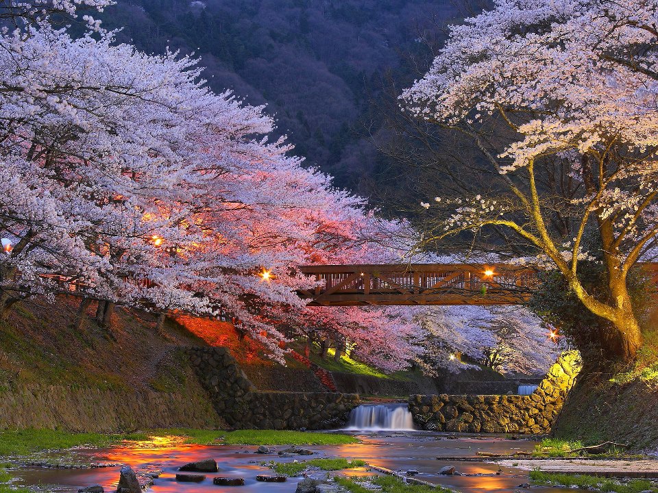 Beautiful Cherry Trees, Kyoto, Japan.