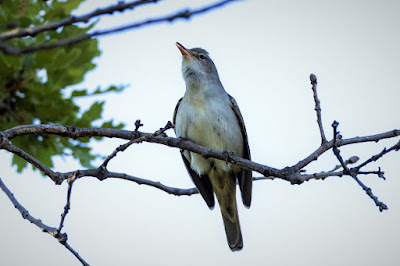 Singing Olive-trre Warbler at Potamia Valley, Lesvos