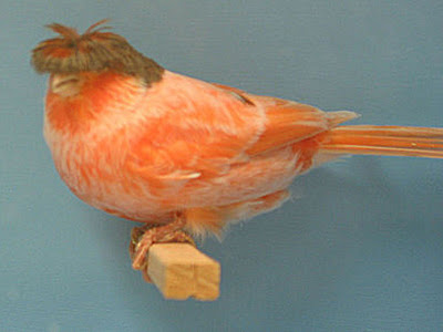 Gambar Burung Kenari Crest