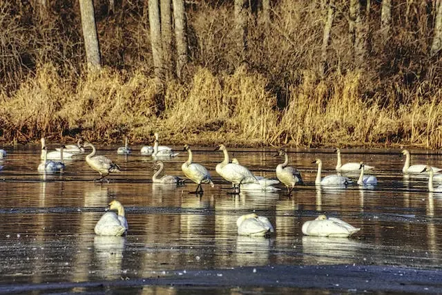 Ducks-Keoladeo-National-Park-Rajasthan-India