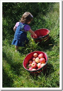 Sky Top Orchard 2011-09-25 070