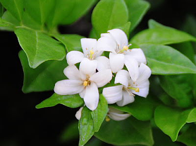 Jasmine Flower on Stem