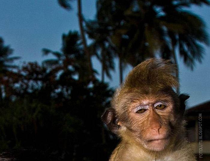 Kumpulan Foto Lucu Oh Monyet Keren  Banget Gaya Lo