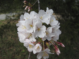 Cherry Blossoms in Georgia