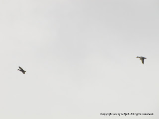 Mallards Flying