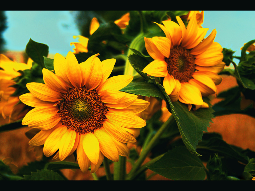 https://blogger.googleusercontent.com/img/b/R29vZ2xl/AVvXsEjvh2Cqm56HJj6QGKSvuk_FPyAbV-a7y57HGH8ZrMk7YxK1SWYk0h3kBqsOl5p28yMG0wCGDc1xGhbpwjBfkGpb7OhqhaajOdU65OZmkS96wTxoKFOfzSbKjmJCmBaUlMaidHrEL8PARLbW/s1600/sunflower.jpg