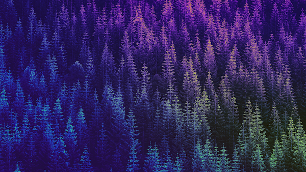 4K Background Wallpaper for PC: Gradient Forest