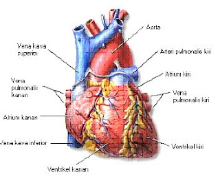 Sistem kardiovaskuler merupakan sistem yang memberi kemudahan proses pengangkutan banyak sekali Pengertian, istilah dan Struktur kardiovaskuler (Anatomi jantung dan pembuluh darah)  