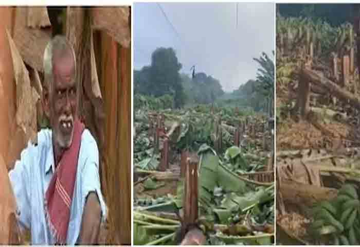 News,Kerala,Kerala-News കേരള-വാർത്തകൾ,Agriculture,Agriculture-News, KSEB, Banana Plants, Controversy, Agriculture, Minister, P Prasad, Farm, KSEB cut down Banana plants controversy; Agriculture minister P Prasad visited farm.
