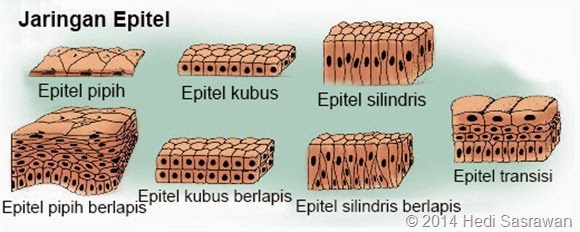 9 Macam Jaringan  Epitel Hedi Sasrawan