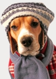 Sıcak, Soğuk, Sis, Işık, Rüzgar, Yağmur Köpeğinizi nasıl etkiler !..
