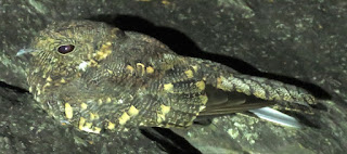 Band-winged Nightjar