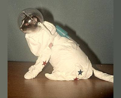Cat is the cosmonaut.