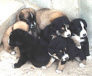 UdineQuindici cuccioli di cane sotto i tre mesi e venti giorni di età . (traffico cuccioli)