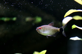 Red Eye Jenis Ikan Tetra Terpopuler