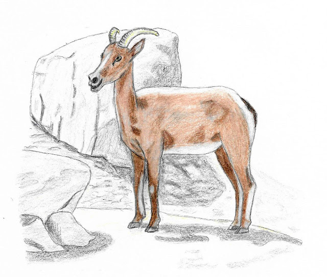Colored pencil drawing Bighorn Sheep by Greg Gillson