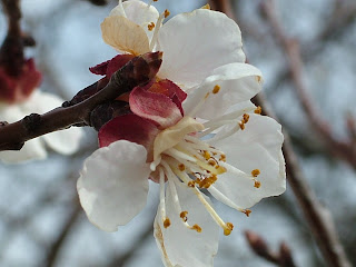 Fruit tree blossom in Bulgaria