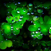 Free Download St Patrick's Day Wallpapers for iPad Part I (christopher odonnell )
