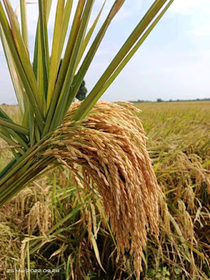 Rice picture HD Quality- Gambar Padi.