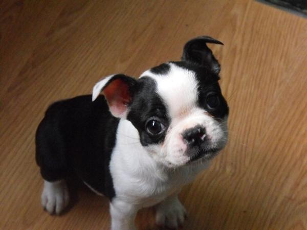 Cute Puppy Dogs: Cute Boston terrier puppy