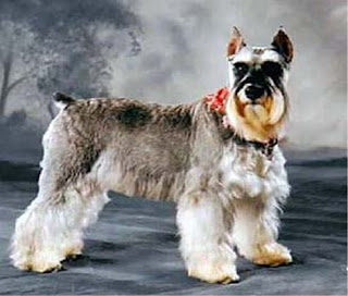 miniature schnauzer dog animal pets puppy wallpaper