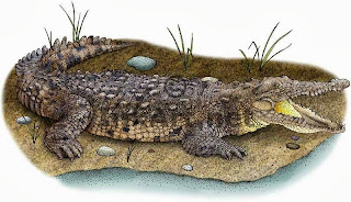 Top 3 interesting facts about Crocodiles