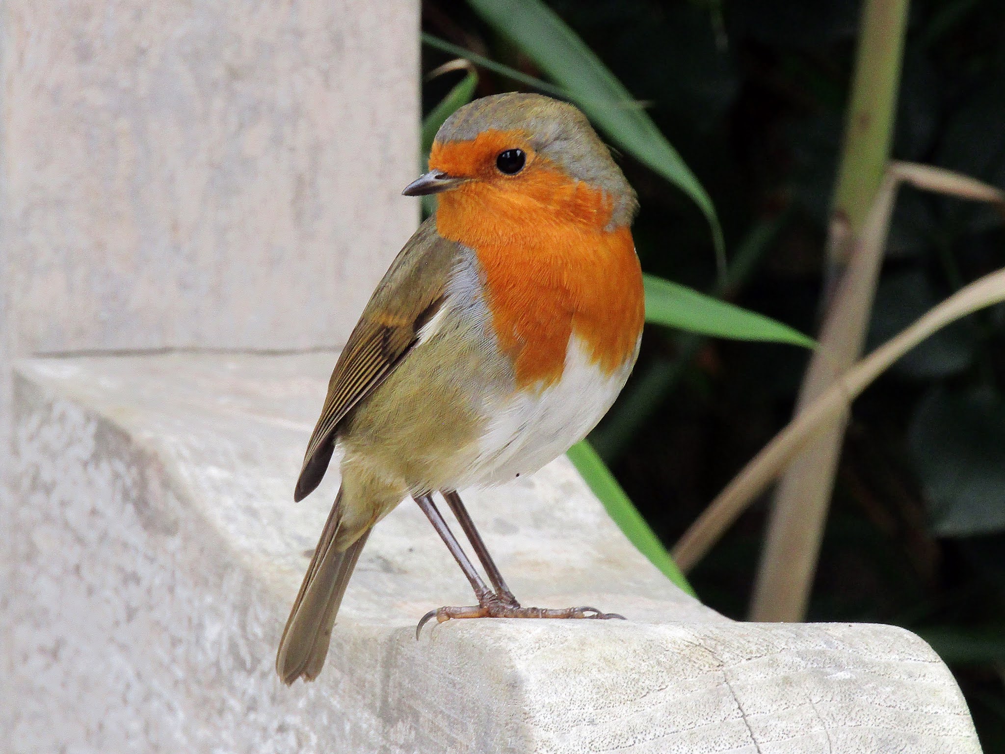 Photo of a red-breasted robin perched on the arm of a wooden bench and facing to the left.