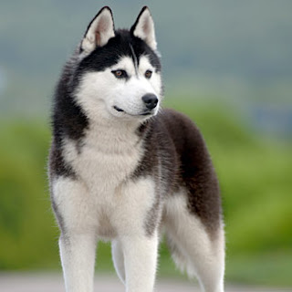 siberian husky dog