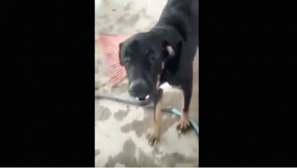 Conoce a Lorenzo, el perro que llora cuando lo llaman Peña Nieto (video)