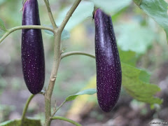 4 Khasiat Sayur Terung Untuk Kesihatan Yang Ramai Tidak Tahu