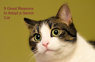 A brown and white cat. The image says, "9 Great Reasons to Adopt a Senior Cat."