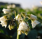Kartoffelblüte © H. Brune