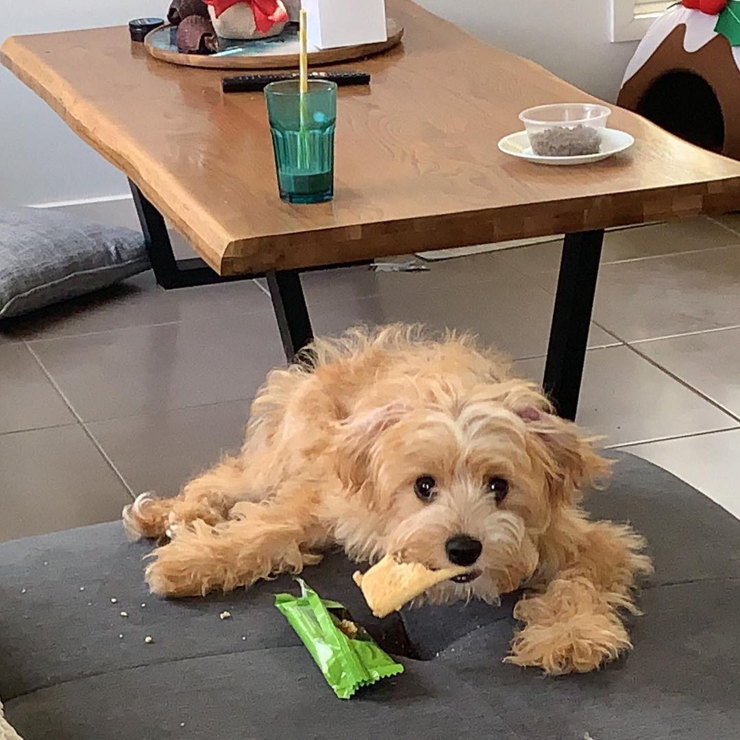 Dog caught eating its owner's biscuit